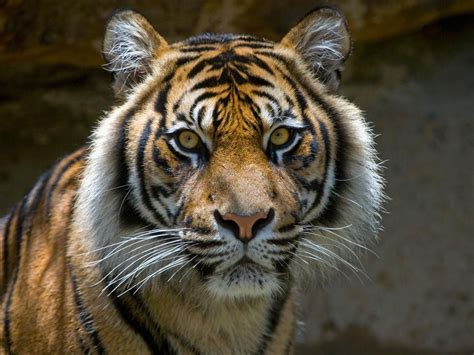 save  tiger  saddening facts   extinction  javan tigers