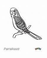 Parakeet Coloring Unclebills sketch template