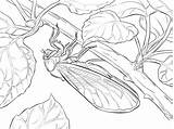 Cigarras Cicada sketch template