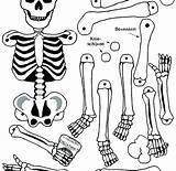 Coloring Pages Skeleton Body Human System Systems Printable Bones Bone Kids Digestive Parts Getcolorings Muscular Organs Color Preschoolers Size Getdrawings sketch template