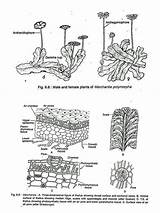 Marchantia Labelled Sketch Plant Figure Brief Explain Them Into Forget Dont Mark sketch template