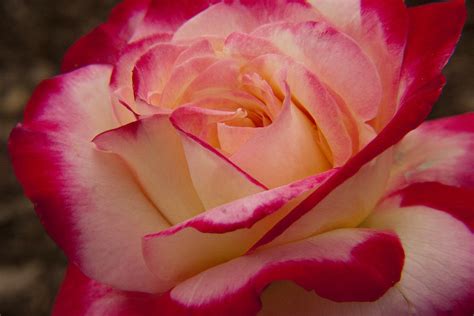 american beauty rose photograph  darleen stry