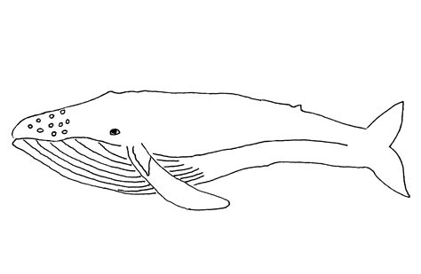 whale coloring pages  kids pictures animal place