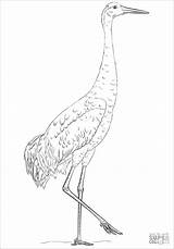 Cranes Crane Sandhill sketch template