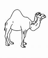 Animals Pages Coloring Desert Library Clipart Colouring Camel Animal sketch template