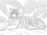 Mewarnai Harimau Sumatra Tigre Sumatran Malvorlagen Supercoloring Marimewarnai Kleurplaten Tiere Tijger Laying Malen Coole Kleurplaat Erwachsene Tigres Printen Paud Tigri sketch template