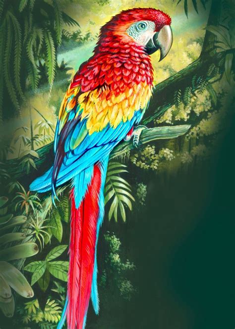 colourful acrylic illustration   rainforest parrot poster  mark