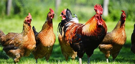 gmo chicken that produces drugs in eggs approved