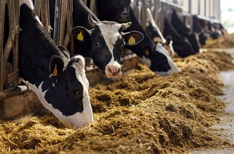 dairy farming isnt dying  response   washington post agdaily