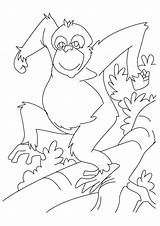 Orangutan Coloring Pages Books Last sketch template