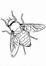 Arthropod Bee sketch template