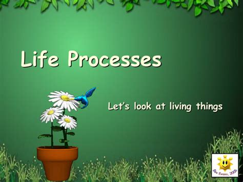 life processes  bevevans teaching resources tes