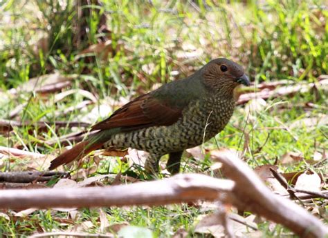 satin bowerbird ptilonorhynchus violaceus miles   wild
