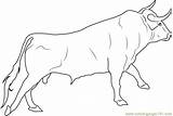 Bull Coloring Pages Fighting Spanish Bucking Printable Bulls Color Outline Ox Kids Realistic Draw Sheets Drawings Coloringpages101 Ongole Getcolorings Print sketch template