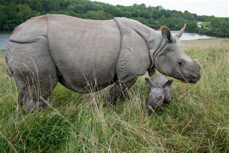 greater  horned rhino calf born   wilds wtte