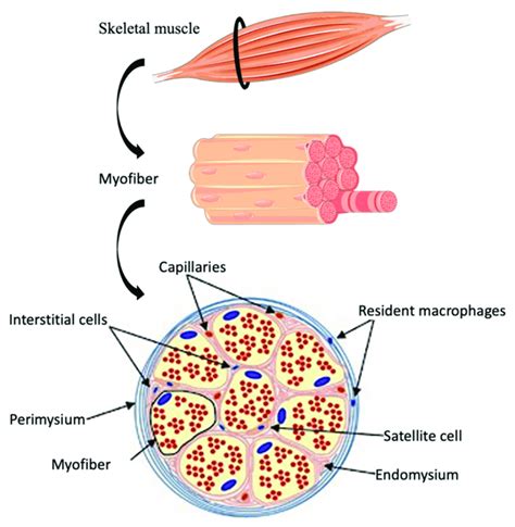 schematic representation   skeletal muscle structure