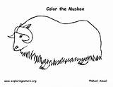 Ox Musk Coloring Template Muskox Please Sponsors Wonderful Support Tundra sketch template