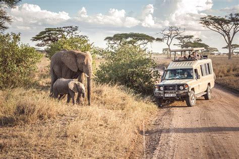 serengeti national park safari tanzania wildlife safari  serengeti