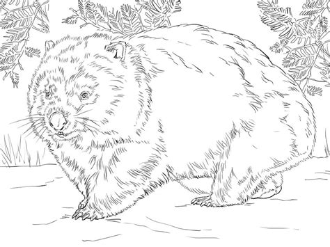 wombat coloring page  printable coloring pages  kids