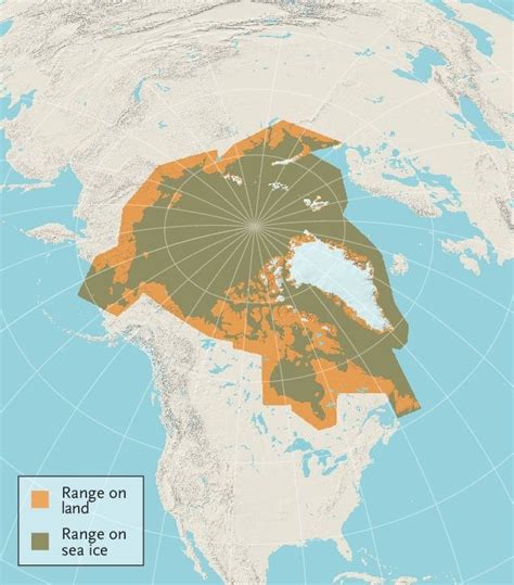 animal facts polar bear canadian geographic