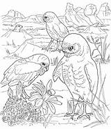Owl Burrowing Coloring Getdrawings sketch template