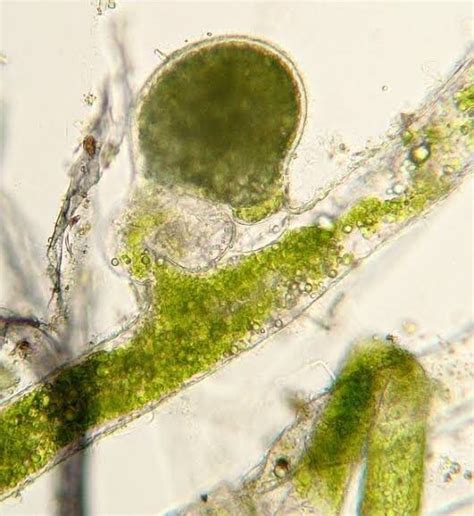 What Is Algae Quora