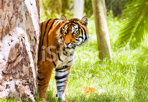 zoo animal stock photo royalty  freeimages