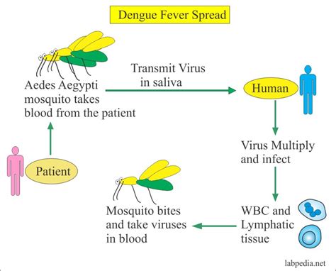 dengue fever dengue hemorrhagic fever labpedianet