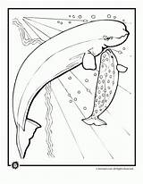 Whale Coloring Pages Printable Jonah Beluga Cartoon Search Getcolorings Calf Mother Colorings Getdrawings sketch template