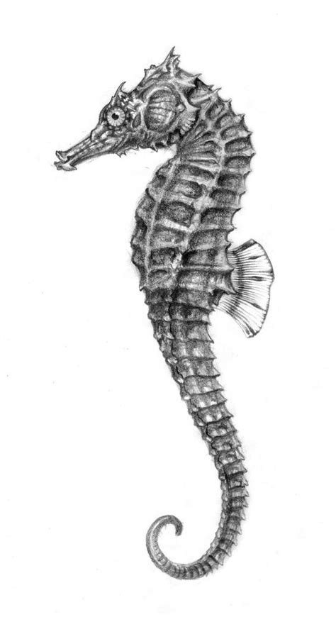 seahorse drawings ranging  cute  utterly fantastic