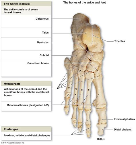bones   ankle tarsus biology nursing medical study learning design studio