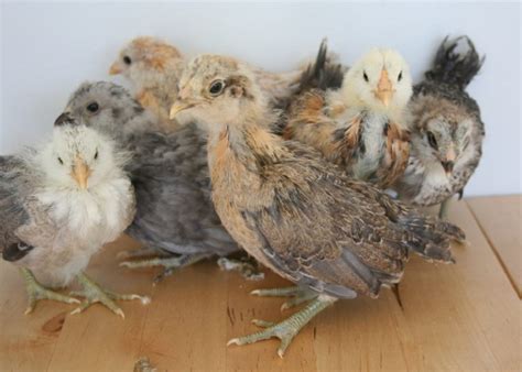 marin chickens the chicks are 3 weeks old easter eggers silkies