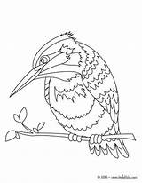 Kingfisher Pescador Colorir Oiseau Oiseaux Hellokids Martim Aves Cotorra Flamingo Paginas Vert sketch template