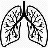 Lungs Lung Clipart Icon Breathe Outline Breath Svg Healthcare Anatomy Icons Collection Open Clipground Medical Larson Theresa Dr Cliparts Recovery sketch template