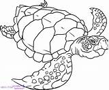 Coloring Turtle Sea Pages Printable Turtles Drawing Print Easy Preschoolers Color Loggerhead Realistic Detailed Colouring Snapping Sheet Leatherback Zoo Kids sketch template