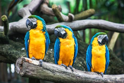 parrots    rainforest  zoology