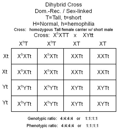 Punnett Squares