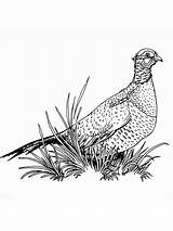 Pheasant Coloring Pages Drawing Pheasants Printable Birds 1000px 4kb Getdrawings sketch template