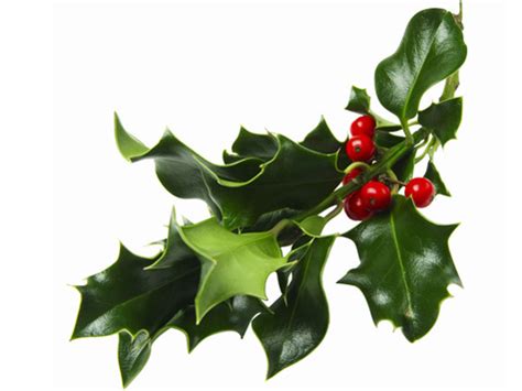 holly folklore