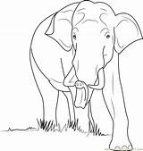 Elephant Coloring Wild Pages Coloringpages101 sketch template