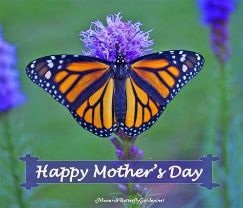 mothers day poem  female monarch butterfly