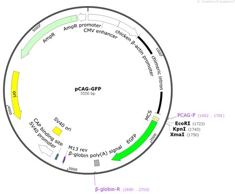 pcag gfp plasmid