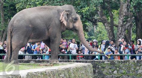 sejarah ragunan kebun binatang pertama  indonesia  diinisiasi imagesee