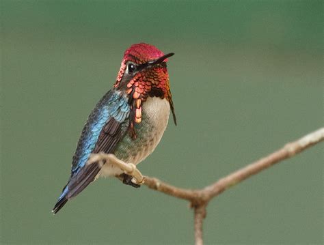 bee hummingbird birdnote