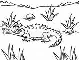 Crocodile Coloring Pages Awesome sketch template