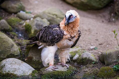 world vultures differ buffalo bill center   west