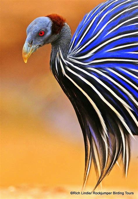 vulturine guineafowl estas aves espectaculares vão desde a etiópia centro sul no quênia e na