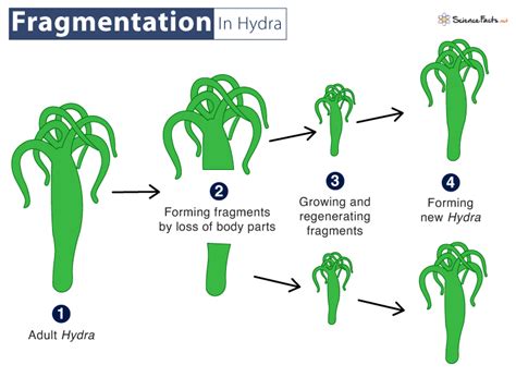 fragmentation  biology definition examples diagram