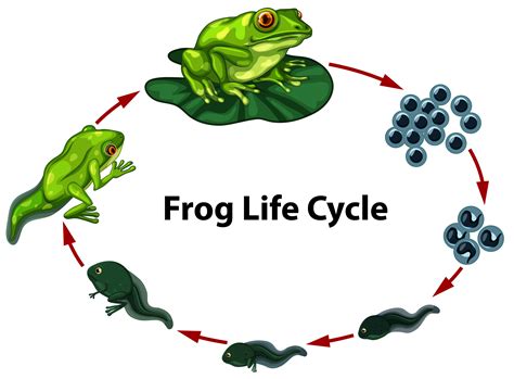 frog life cycle digram  vector art  vecteezy