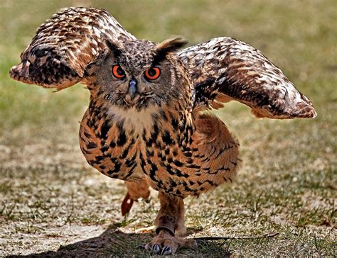 eule im anmarsch foto bild tiere zoo wildpark falknerei voegel